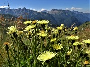 14 Fiori gialli con vista su cime orobiche brembane